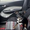 Rehoming CKC registered chihuahua 