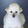 Mini Purebred Poodle for Stud in NC