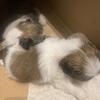 Shih Tuzs puppies   SOLD