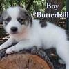 Livestock Guardian Puppies – Anatolian Shepherd / Great Pyrenees Mix