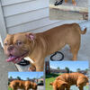Exotic bully for sale or for stud. Direct son of John Doe