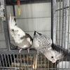 Beautiful Handfed Whiteface Pied Cockatiel