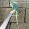 Emerald Clear Tail Indian Ringneck 