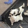 I have Shih Tzu Pomeranian mix puppies for sale