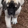 Monster Kangal Puppies!