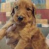 Male f1b red irishdoodle puppy 4 weeks old
