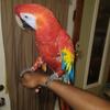 Scarlet Macaw 