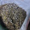 Garden ready rabbit poo fertilizer