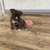 CUTEST FEMALE BULLIES PUPPIES TOY SIZE 