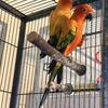 3 pairs of bonded red factor sun conures 4 future breeding