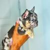 Frenchie puppies akc champion bloodlines