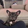 Micro Frenchie
