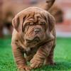 FRENCH MASTIFF PUPPIES AVAILABLE @ 7300930479