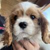 Cavalier King Charles spaniel male puppies