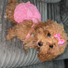 Toy poodle