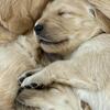 AKC Golden Retriever Puppies