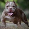 Exotic bully 