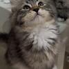 Purebred TICA-Registered Siberian Kittens – Born August 1 (Microchipped & Vaccinated)