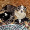 AKC registered Australian Shepherd pups