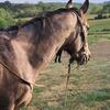3 YR OLD REGISTERED BUCKSIN MARE