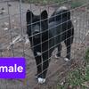 Huskita (Akita/Husky) delivery available