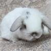 Adorable Holland lops and Thrianta babies Madison, Ohio 44057.     ALL SOLD!