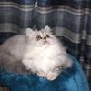CFA Shaded Silver and Chinchilla Silver Persian Kitten Dearheart lines