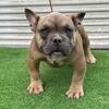 5 month old male exotic bully 