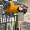 Blue and gold macaw