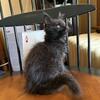 Iowa CFA Registered Maine Coon Kittens- Female Ready Soon