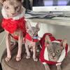 Adorable Sphynx Kitten Available- last male