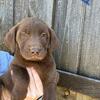 AKC lab puppies 