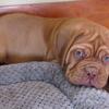 Dogue De Bordeaux - AKC Champion Bloodlines