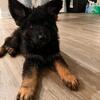 German Shepherd Puppies Ready for New Homes”