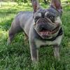 Adult French bulldog female 