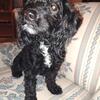 Beautiful female cockapoo she is a year and a half old she is such a smart girl