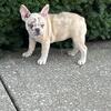 French Bulldog puppies, Looking for a 4ever home!