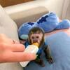 Cute baby monkeys for Adoption 