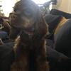 Well socialized Female Cocker spaniel 