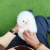 Tiny Fluffy Pomeranian – Health Checked & Ready for Pickup