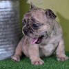 Merle FRENCH BULLDOGS AKC 