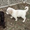 Goldendoodles f1b Male Puppy , hypoallergenic and low shedding