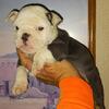 English Bulldog puppy, full blue suit male. Intelligent and active. AKC papers and shots.