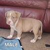 Exotic XL Bully Puppies 