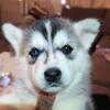Siberian Husky Puppies For Rehoming 