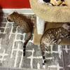 Beautiful Tica Registered Clouded Leopard Bengal Kittens for sale