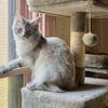 TICA Registered Maine Coon Stud Available