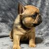 AKC REGISTERED FRENCH BULLDOG PUPS