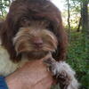 $601 "Baci"  Porti - Cock-a-Doodle-Do Ex Small Choc/Wh Male  Elizabeth, IN