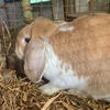 French Lop Cross Bunnies